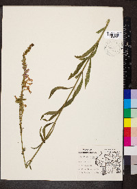 Physostegia virginiana image