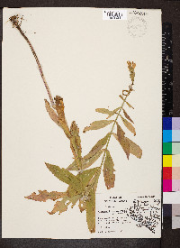Physostegia virginiana image
