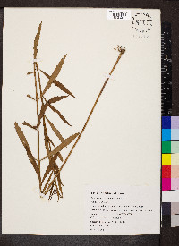 Physostegia virginiana image