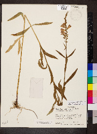 Physostegia virginiana image