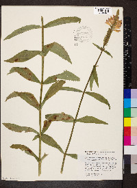 Physostegia virginiana subsp. praemorsa image