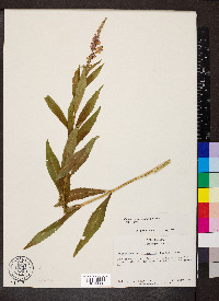 Physostegia virginiana subsp. virginiana image