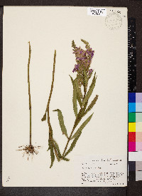 Physostegia virginiana image