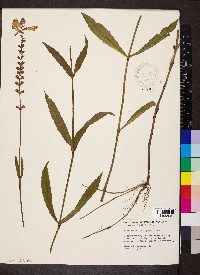 Physostegia leptophylla image