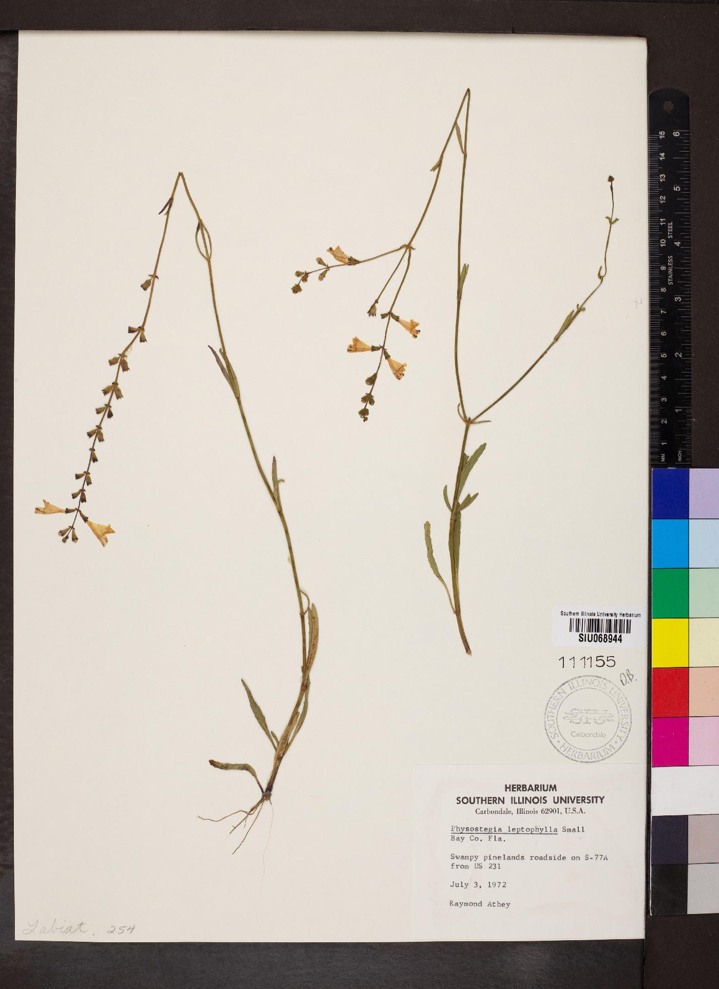Physostegia leptophylla image