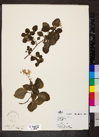 Plectranthus ciliatus image