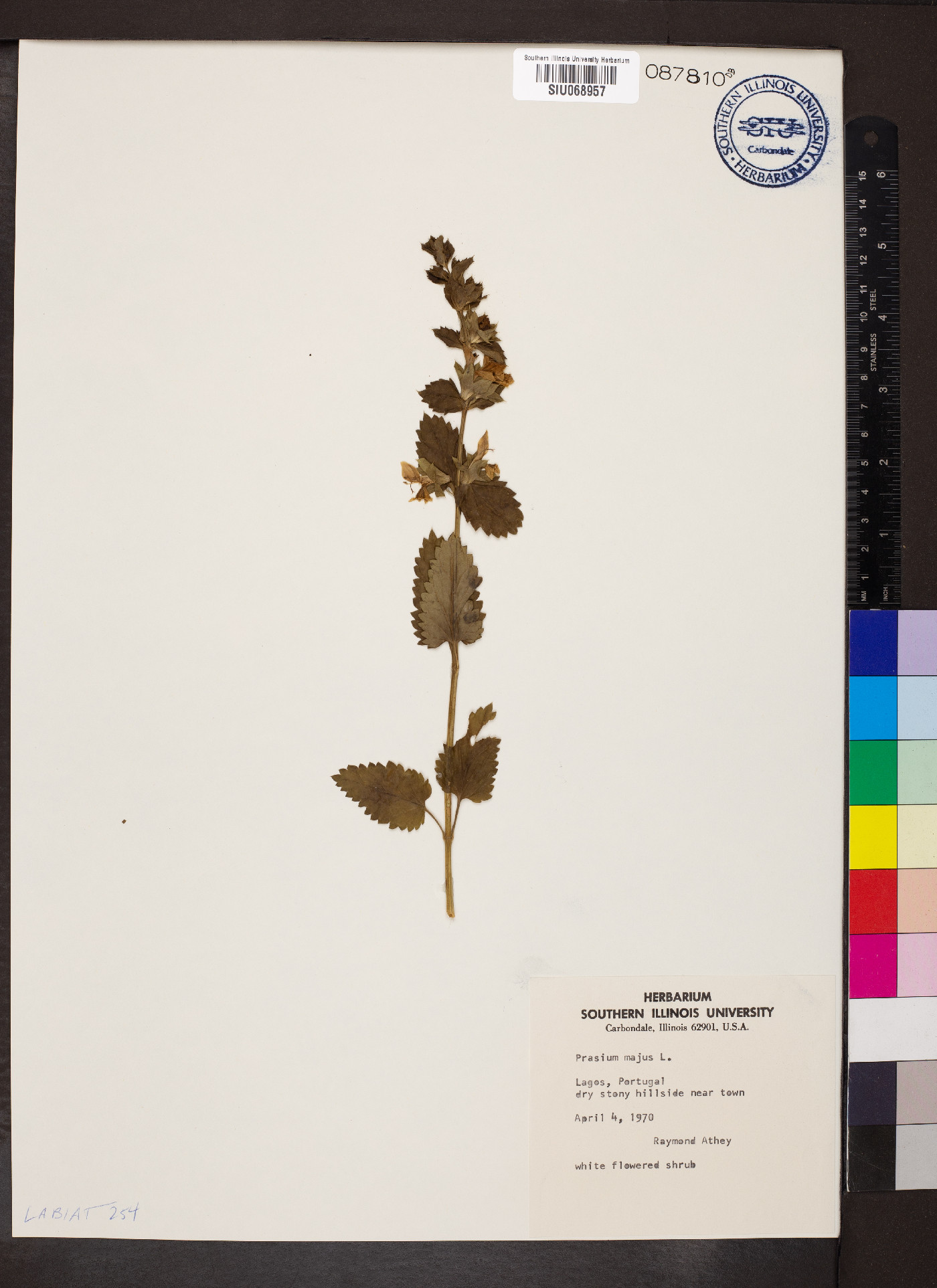 Prasium image