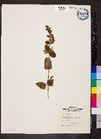 Prasium majus image