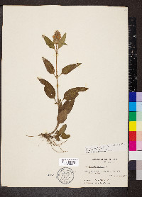 Prunella vulgaris subsp. lanceolata image