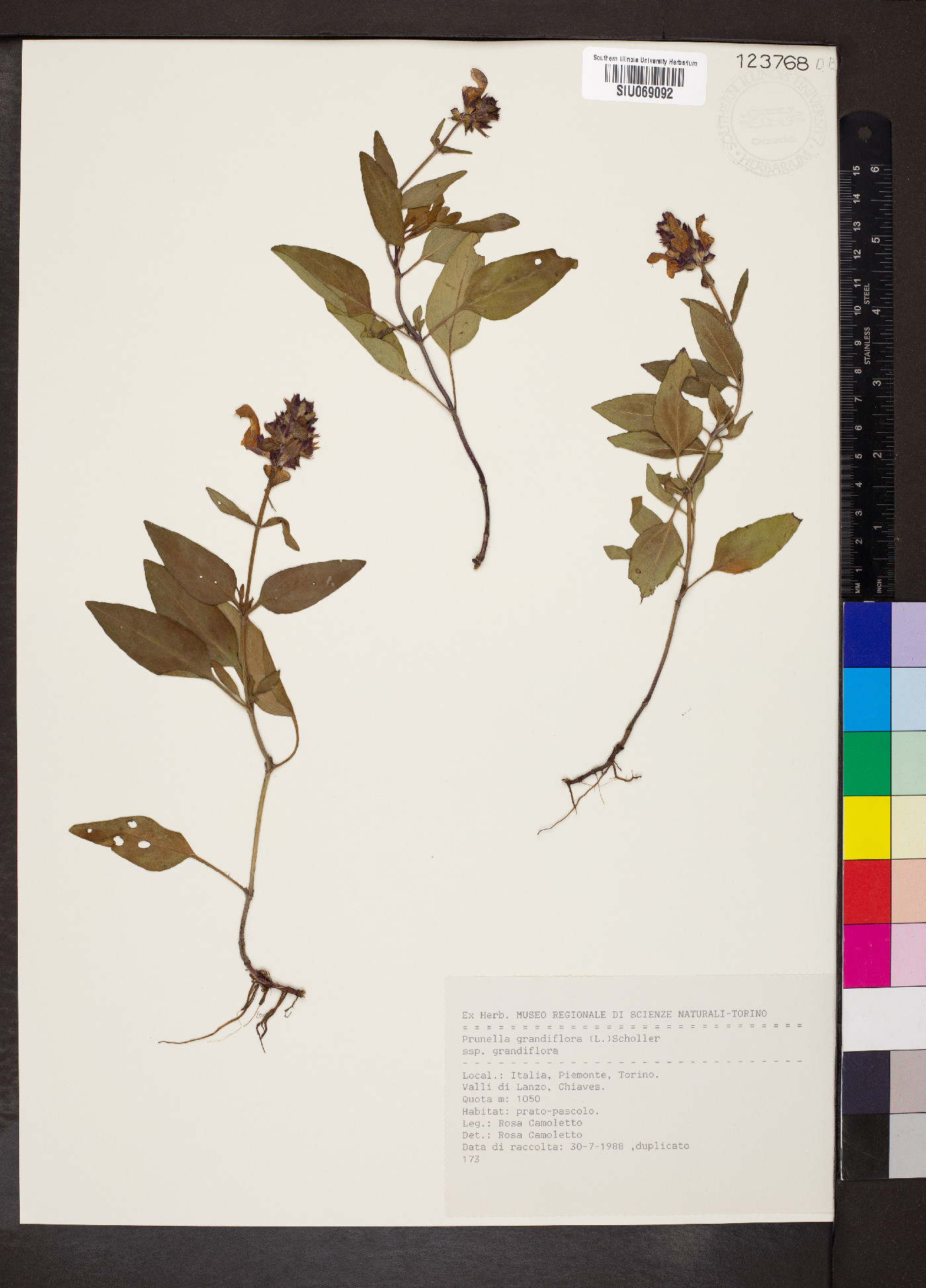 Prunella grandiflora subsp. grandiflora image