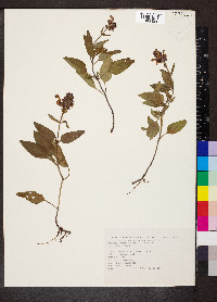 Prunella grandiflora image