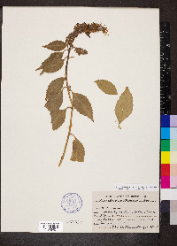 Pseudocaryopteris bicolor image