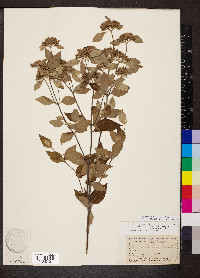 Pycnanthemum incanum image