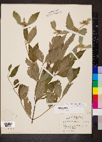 Pycnanthemum incanum image