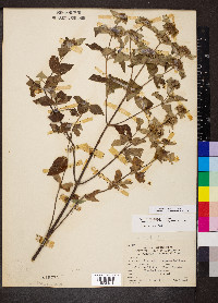 Pycnanthemum incanum image