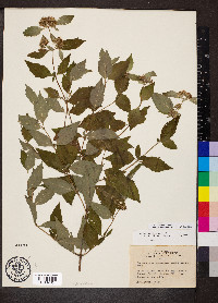 Pycnanthemum incanum image