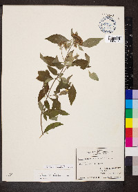 Pycnanthemum incanum image