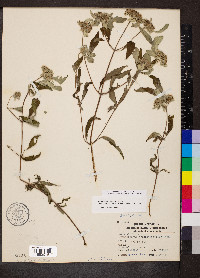 Pycnanthemum incanum image