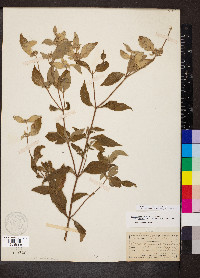 Pycnanthemum incanum image