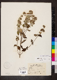 Pycnanthemum incanum image