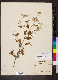 Pycnanthemum incanum image