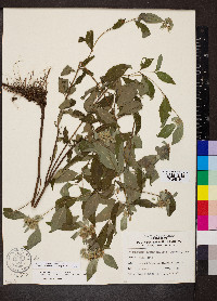 Pycnanthemum incanum image