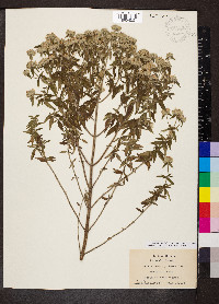 Pycnanthemum pilosum image