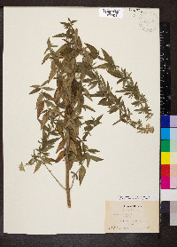 Pycnanthemum pilosum image