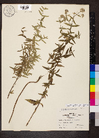 Pycnanthemum pilosum image