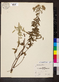 Pycnanthemum pilosum image