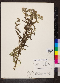 Pycnanthemum pilosum image