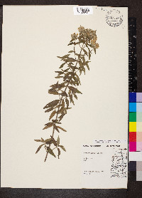 Pycnanthemum pilosum image