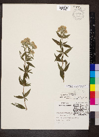 Pycnanthemum pilosum image