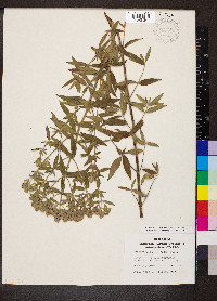 Pycnanthemum pilosum image