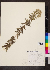 Pycnanthemum pilosum image