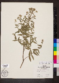 Pycnanthemum pilosum image