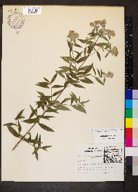 Pycnanthemum pilosum image