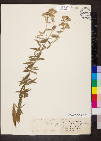 Pycnanthemum pilosum image