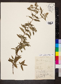 Pycnanthemum pilosum image