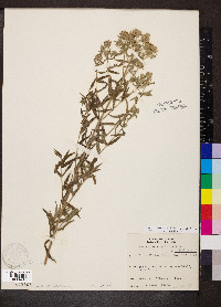 Pycnanthemum pilosum image