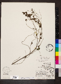 Pycnanthemum pilosum image