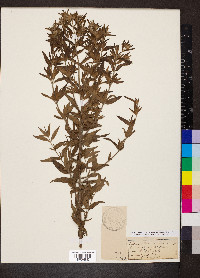 Pycnanthemum pilosum image