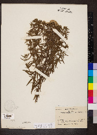 Pycnanthemum virginianum image