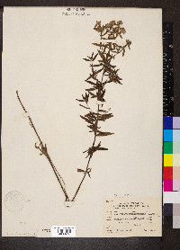 Pycnanthemum virginianum image