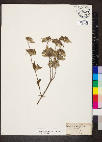 Pycnanthemum albescens image