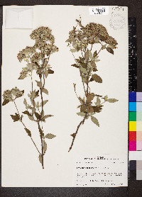 Pycnanthemum albescens image