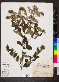 Pycnanthemum incanum image