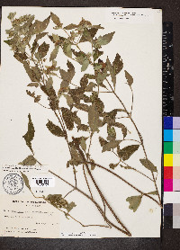 Pycnanthemum incanum image