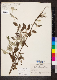 Pycnanthemum incanum image