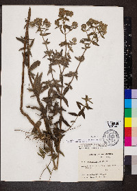 Pycnanthemum pilosum image